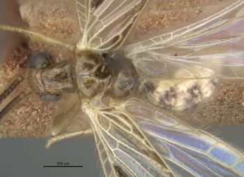 Media type: image;   Entomology 11934 Aspect: habitus dorsal